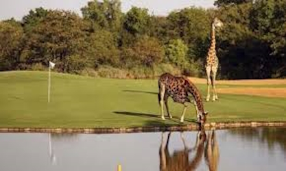 Golfing Tours 6